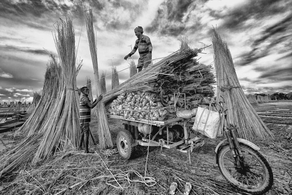 Traditional Jute Harvest by Avishek Das — canvas wall art