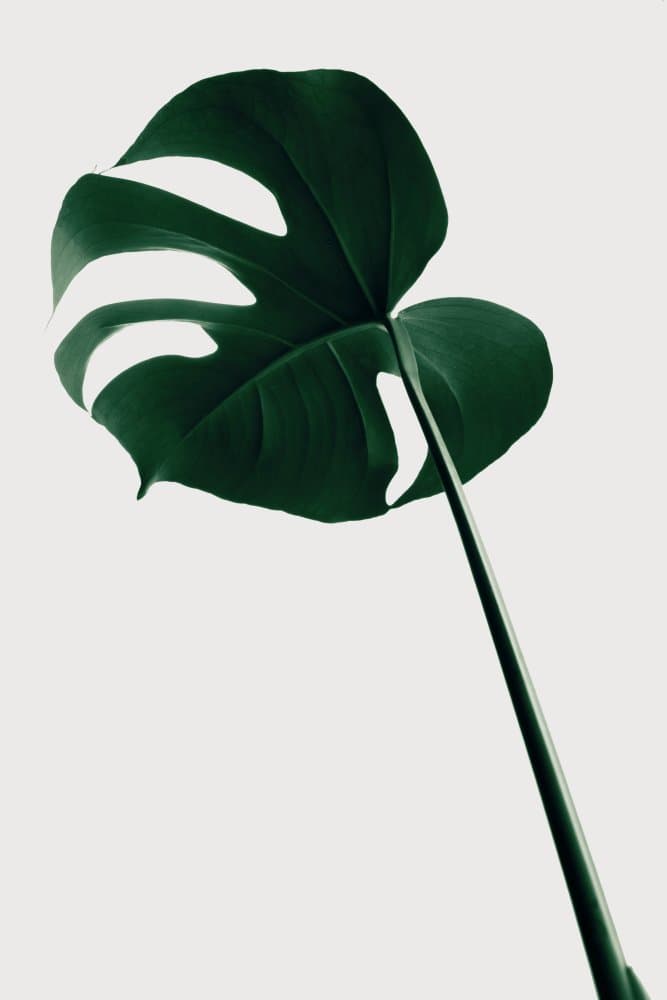 Monstera Leaf on White by Pictufy Studio III — canvas wall art