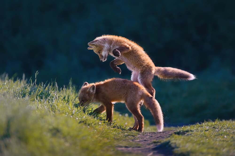 Playful Fox Cubs by Rob Li — canvas wall art