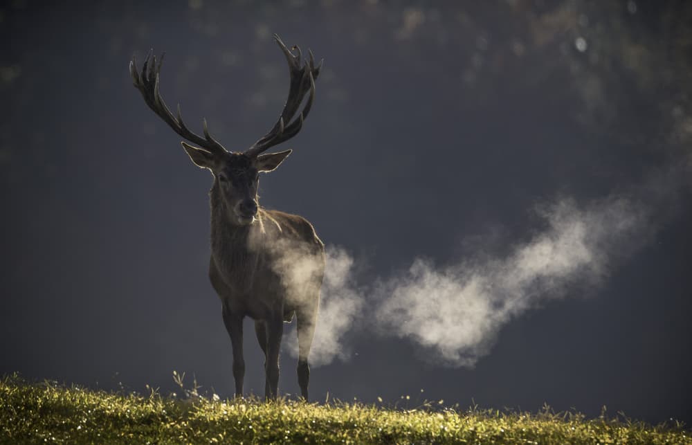 Majestic Stag Cold Breath by Joško Šimic — canvas wall art