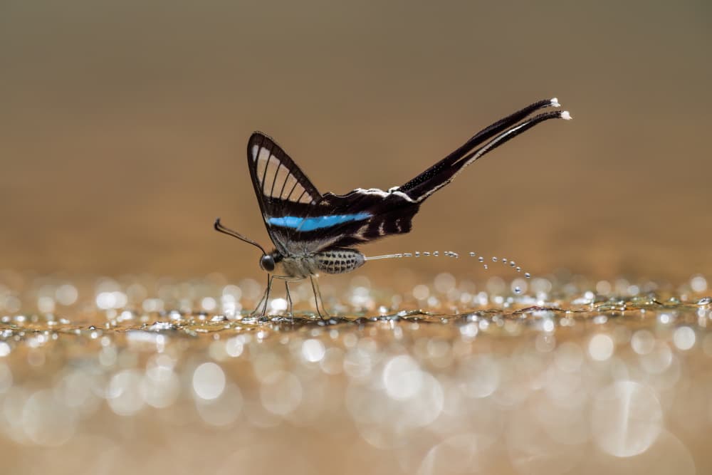 Nature’s Smallest Gesture by Phat Dao Tan — canvas wall art