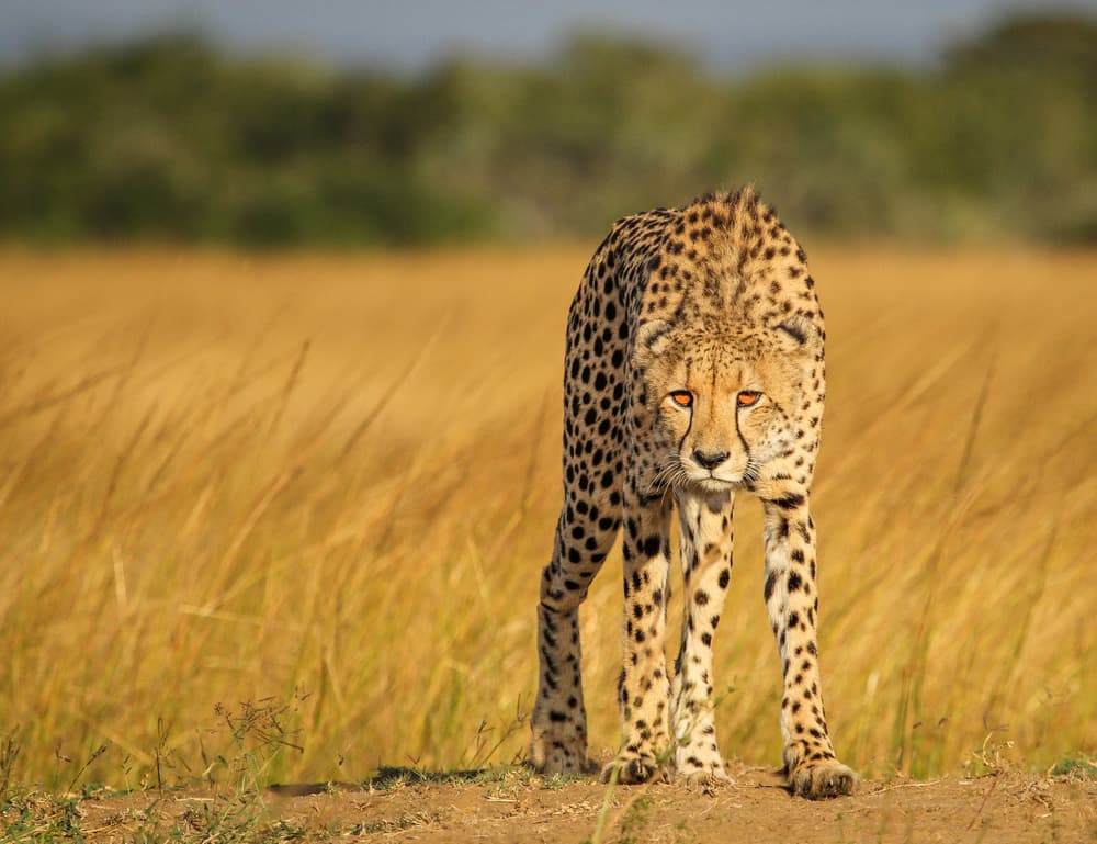 Intense Cheetah Stare by Jaco Marx — canvas wall art