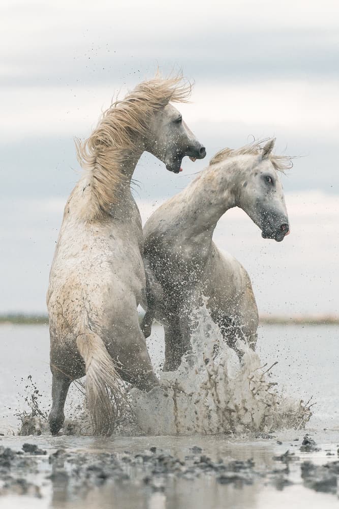 Wild White Horses Splashing by Rostovskiy Anton — canvas wall art