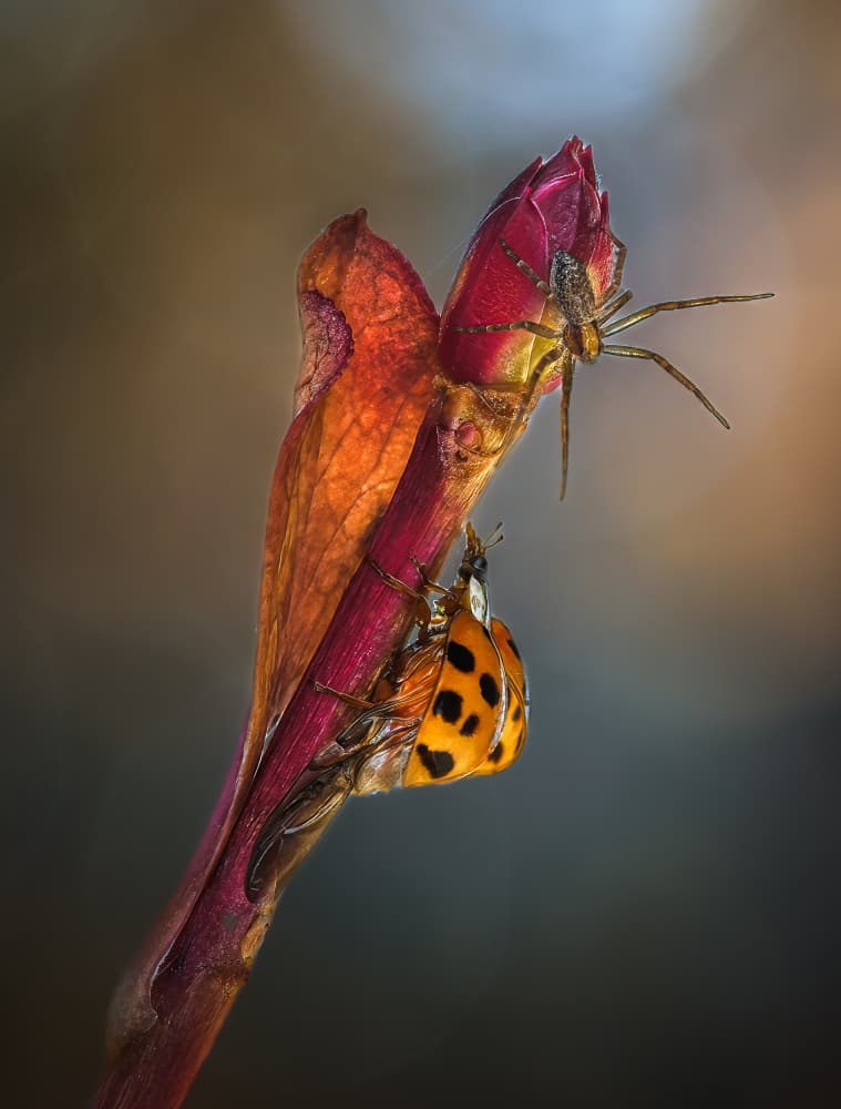 Spider and Ladybug Encounter by Atul Saluja — canvas wall art