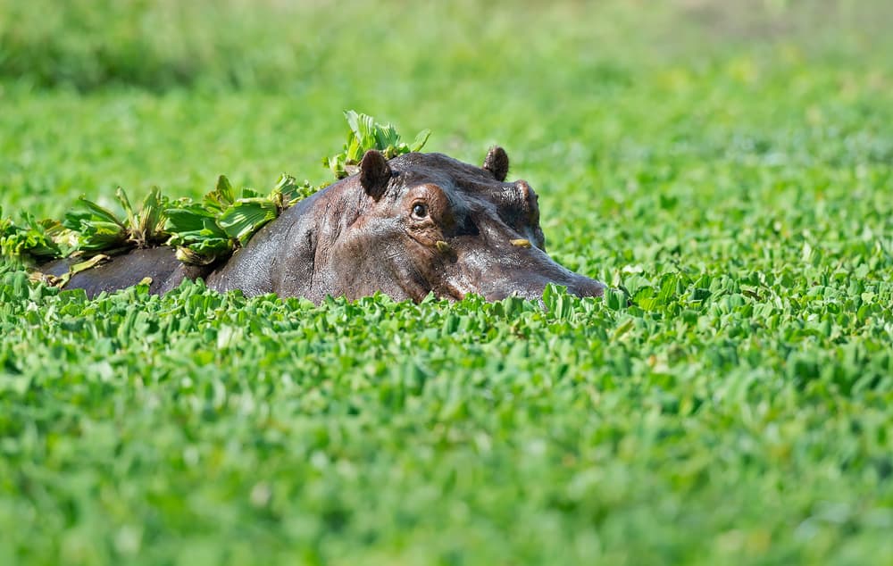 Hippo Peeking From Green by Marco Pozzi — canvas wall art