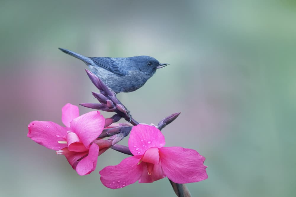 Small Bird on Pink Flower by Qing Zhao — canvas wall art