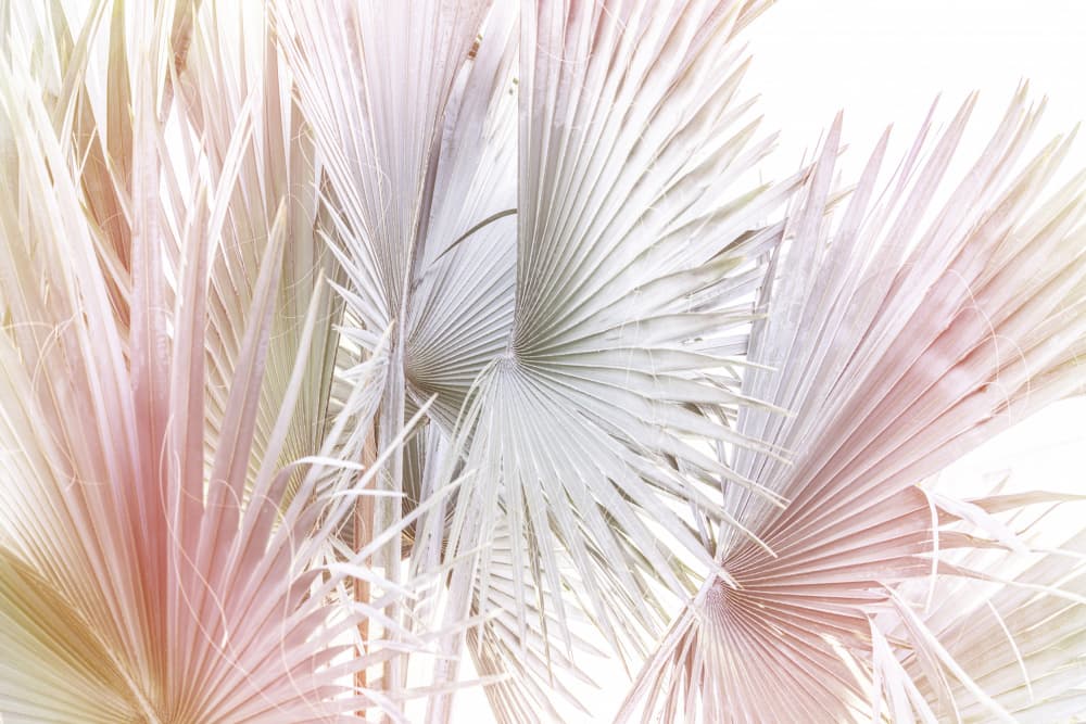 Palma by Kathrin Pienaar — canvas wall art