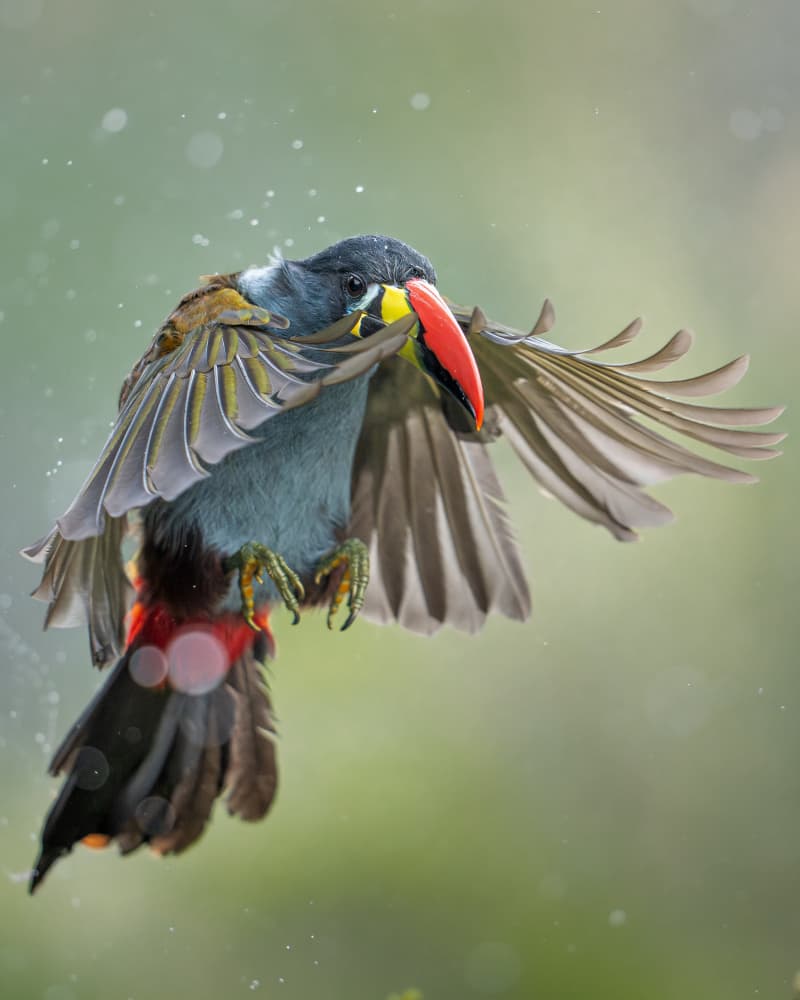 Flying Tropical Toucan by Lisandro PEREZ — canvas wall art