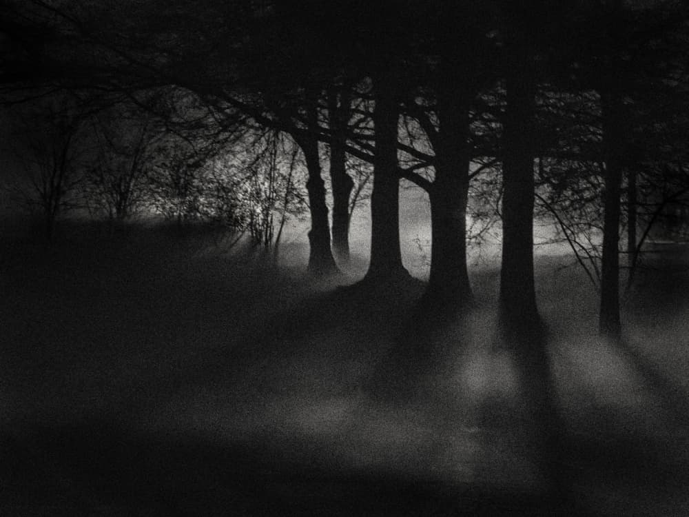 Misty Forest Light by Xiaohong Zhang — canvas wall art