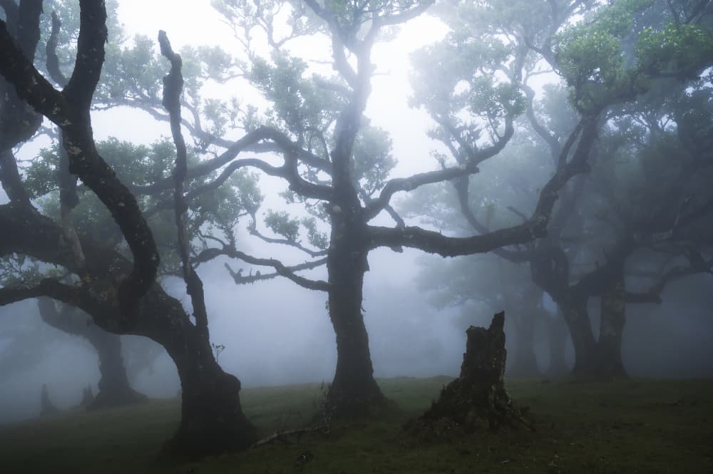 Misty Forest Trees by Tom Meier — canvas wall art