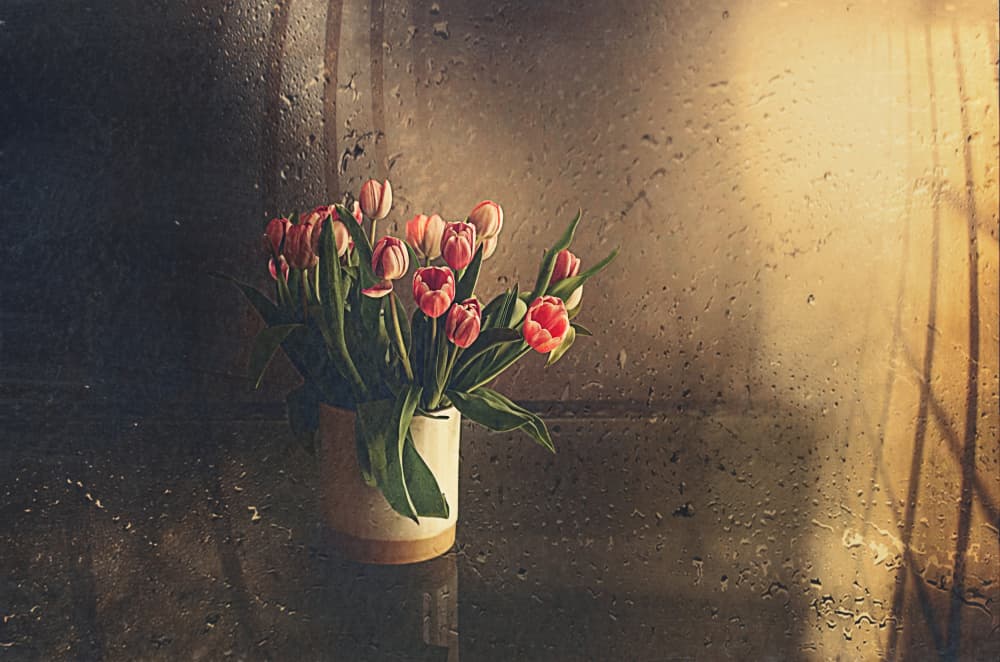 Pink Tulips Morning Light by Desislava Ignatova — canvas wall art