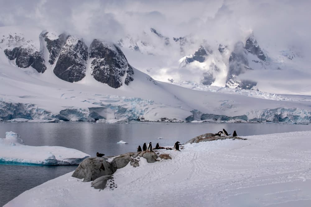 Penguins in Snowy Landscape by Raymond Ren Rong Liu — canvas wall art