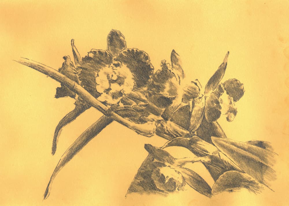 Delicate Orchid Drawing by Kulik — canvas wall art