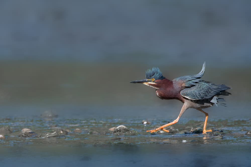 Vibrant Green Heron by Darlene Hewson — canvas wall art