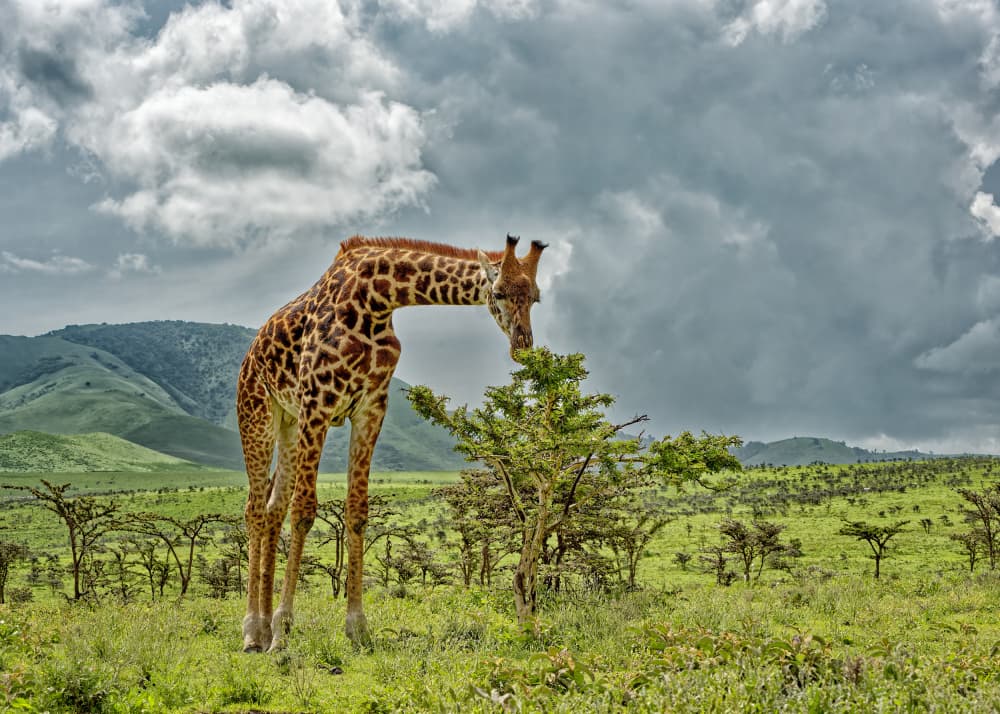 Giraffe Savanna Feast by Lucie Gagnon — canvas wall art