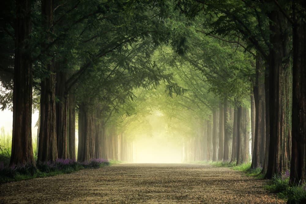Misty Forest Path by Tiger Seo — canvas wall art