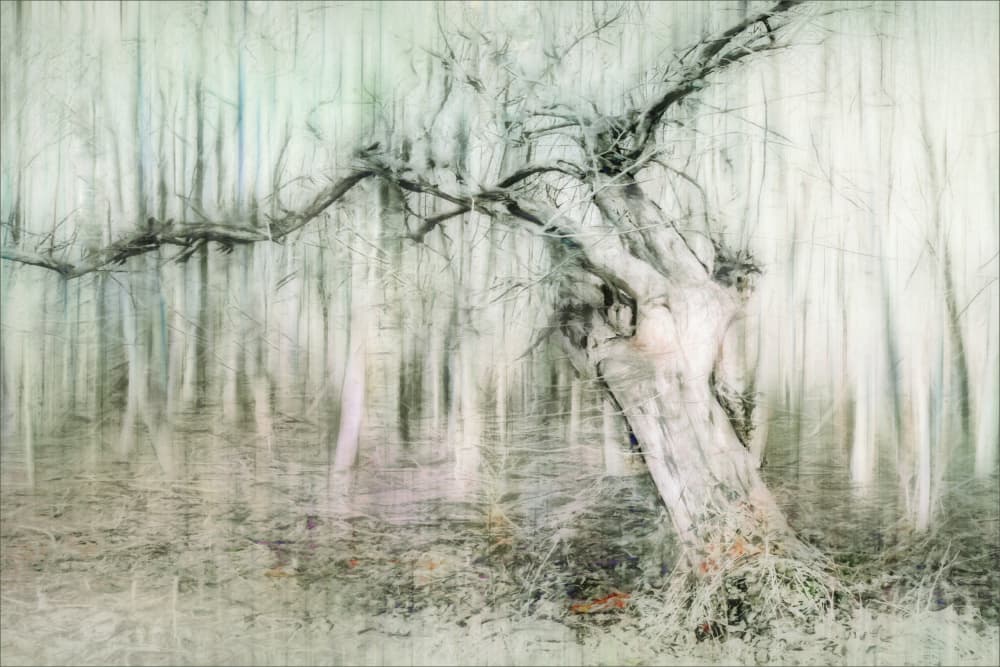 Gnarled Tree in Mist by Gilbert Claes — canvas wall art