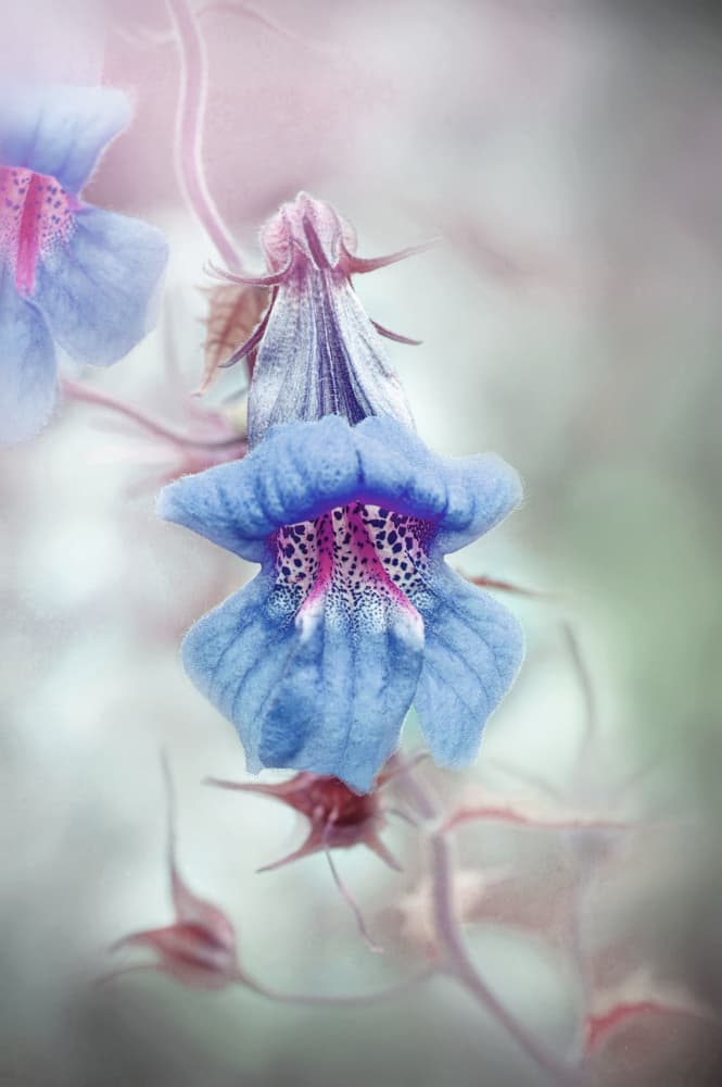 Dreamy Blue Bloom by Jacky Parker — canvas wall art