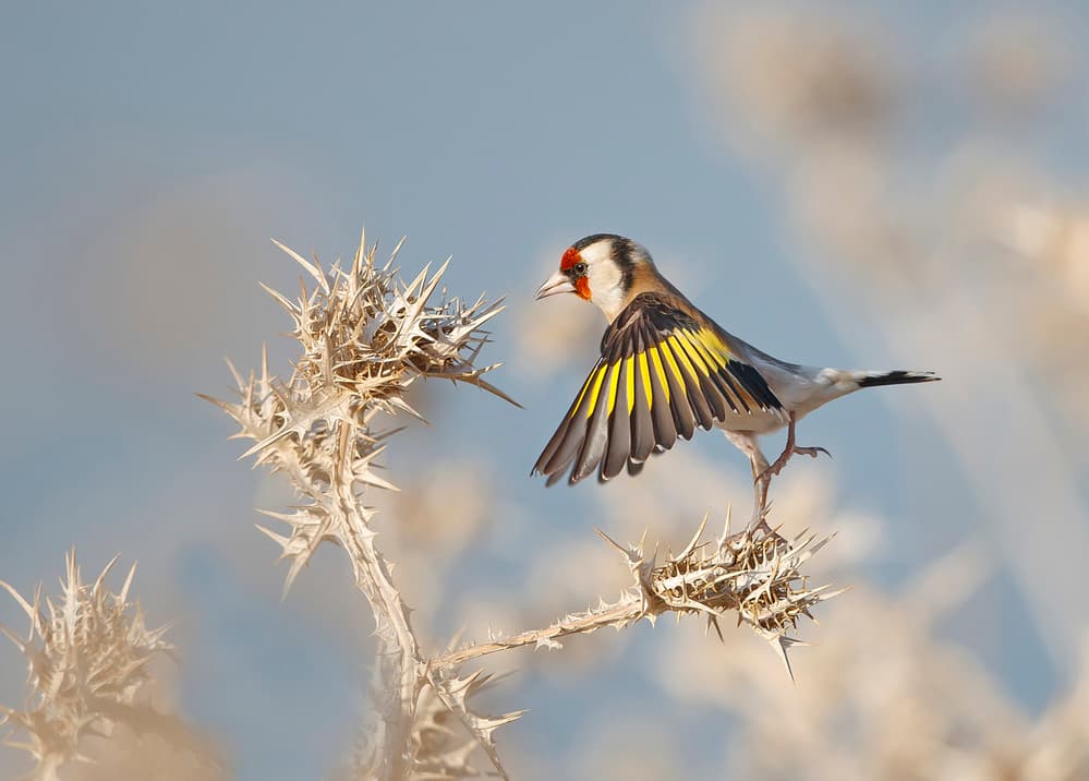 Goldfinch Landing Thistle by Shlomo Waldmann — canvas wall art