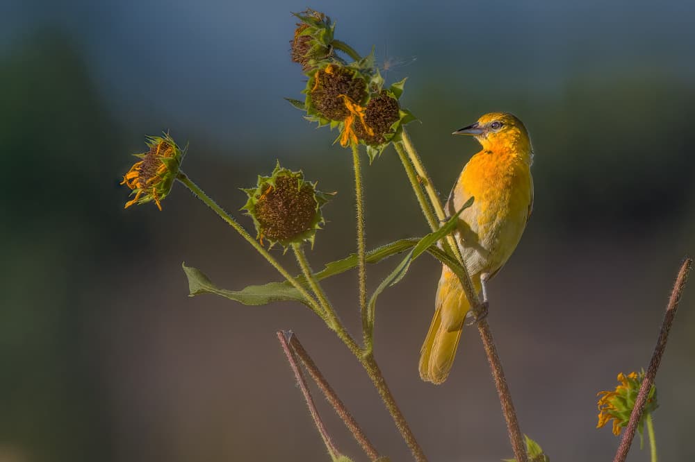 Golden Bird on Wildflowers by Jacob (Jian) Xu — canvas wall art