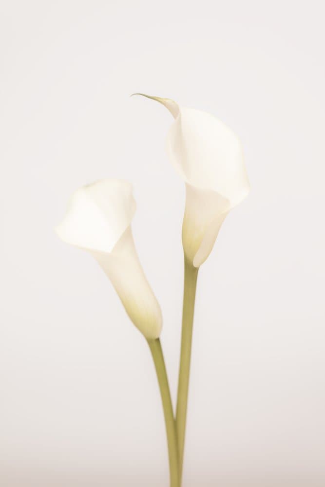 Elegant White Calla Lilies by Pictufy Studio III — canvas wall art