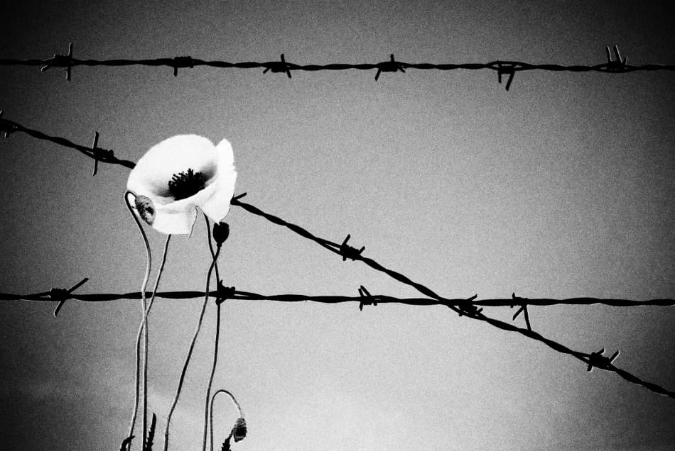 Poppy and Barbed Wire by Codrin Lupei — canvas wall art