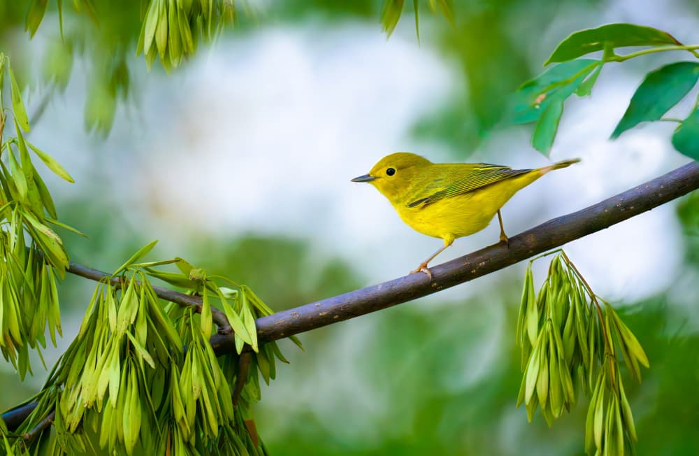 Vibrant Yellow Bird by Mike He — canvas wall art