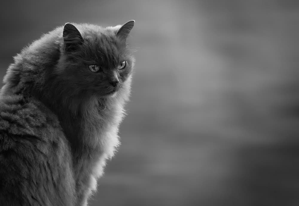 Intense Gaze Cat by Allan Wallberg — canvas wall art