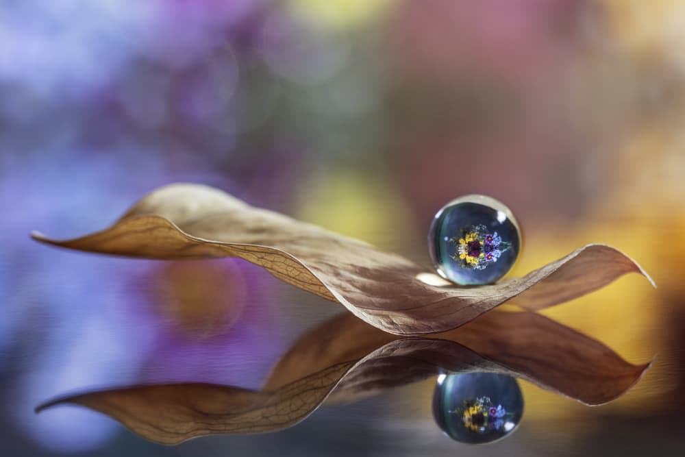 Flower Orb Reflection by Stephen Clough — canvas wall art