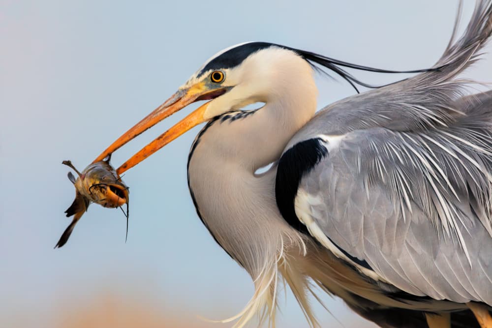 Heron's Wild Catch by Jun Zuo — canvas wall art