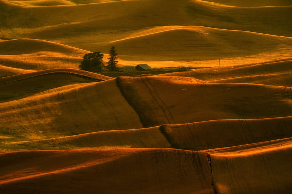 Golden Rolling Hills Farm by Lydia Jacobs — canvas wall art
