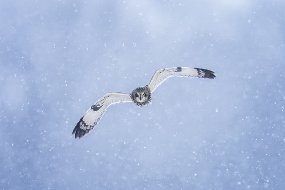 Winter Owl In Flight by Max Wang — canvas wall art