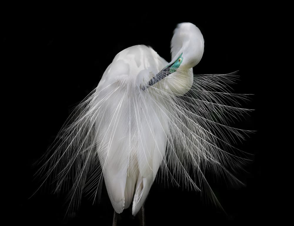 Elegant White Egret by C.S. Tjandra — canvas wall art