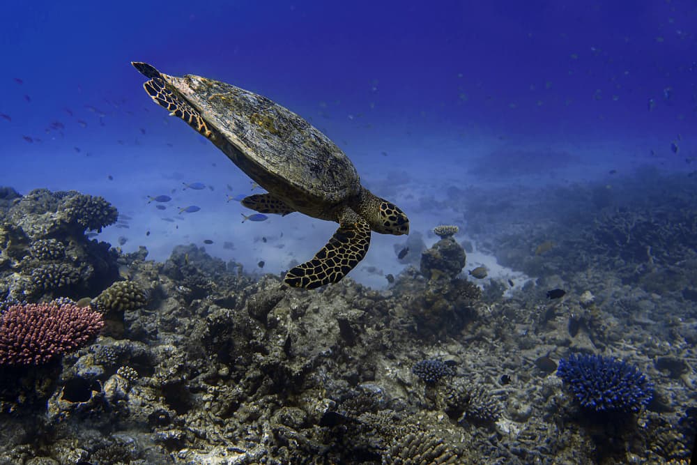 Swimming Sea Turtle by Alessandro Catta — canvas wall art
