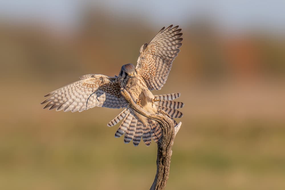 Kestrel Wings Spread by Max Wang — canvas wall art