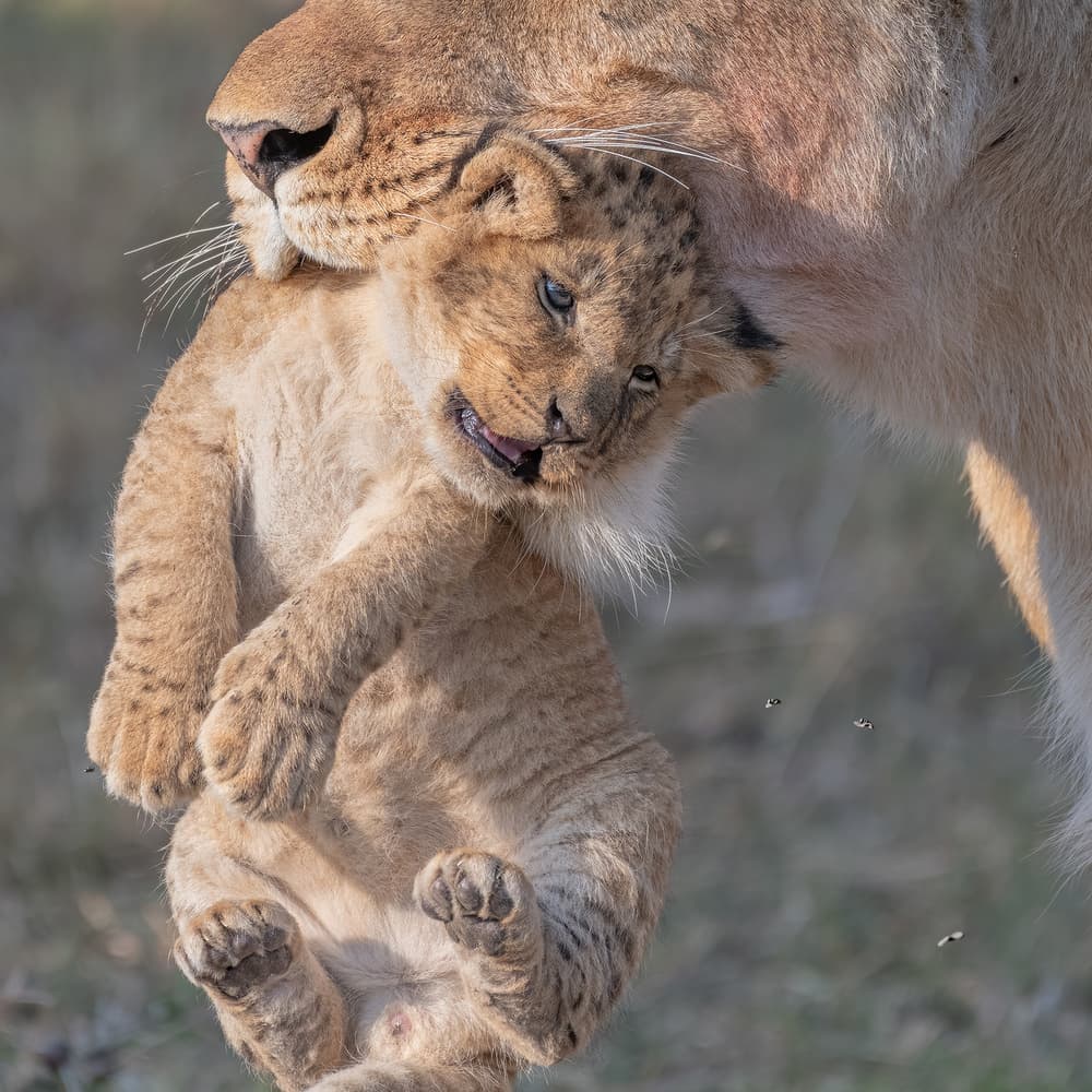 Lioness Carries Her Cub by Henry Zhao — canvas wall art
