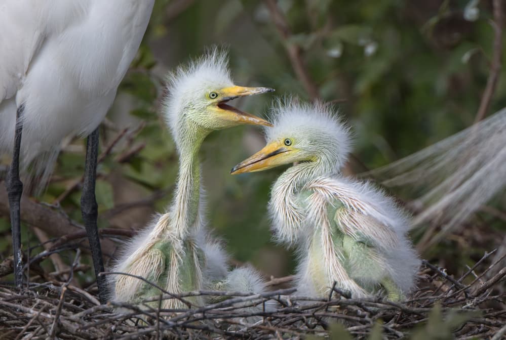 Hungry Egret Chicks by Greg Barsh — canvas wall art