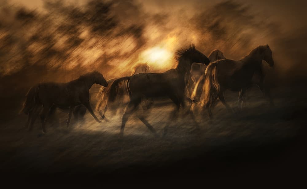 Wild Horses Golden Dust by Milan Malovrh — canvas wall art