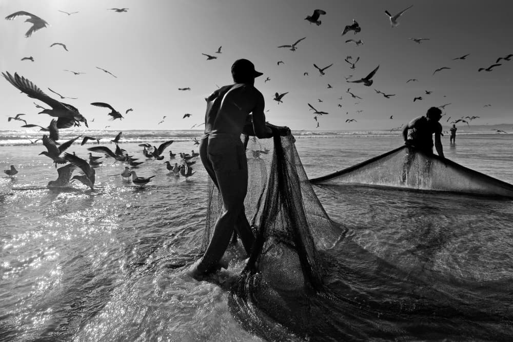 Seabirds And Fishermen by Josefina Melo — canvas wall art