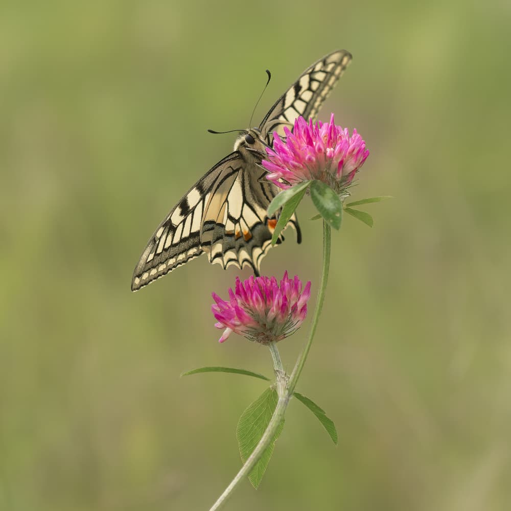 Butterfly on Pink Clover by Annie Keizer — canvas wall art