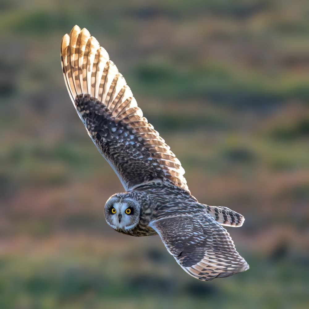 Short-eared Owl In Flight by Jacob (Jian) Xu — canvas wall art