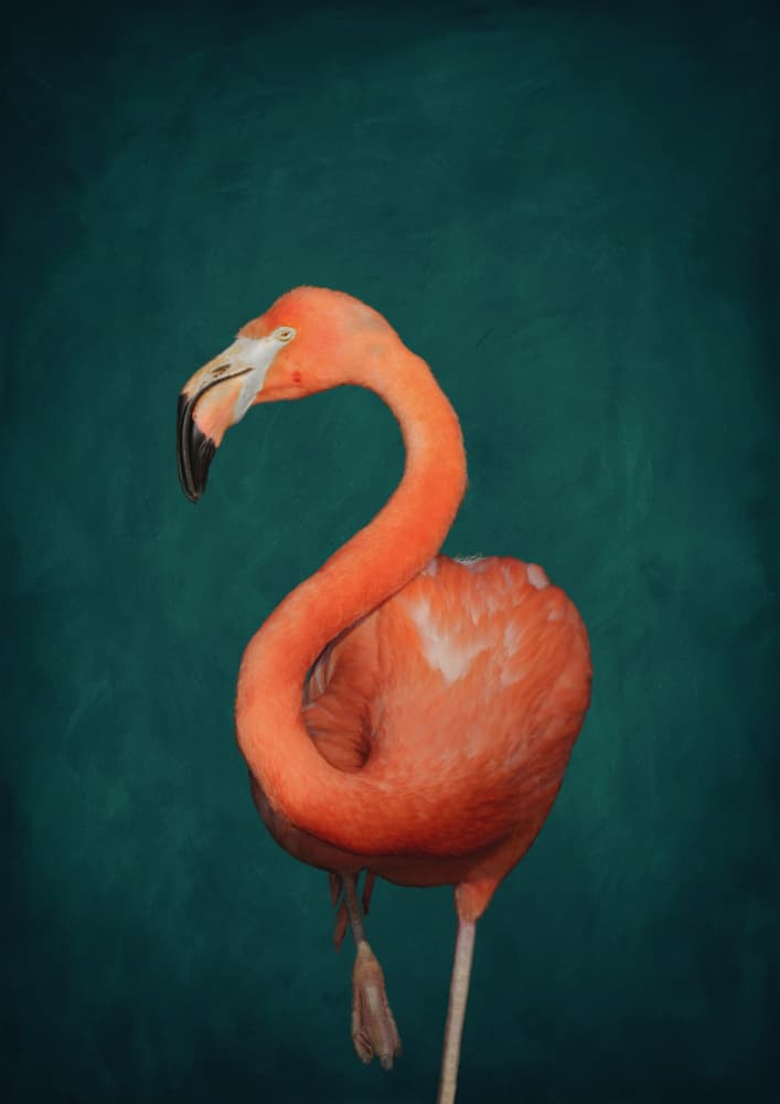 Vibrant Pink Flamingo by Aureous — canvas wall art