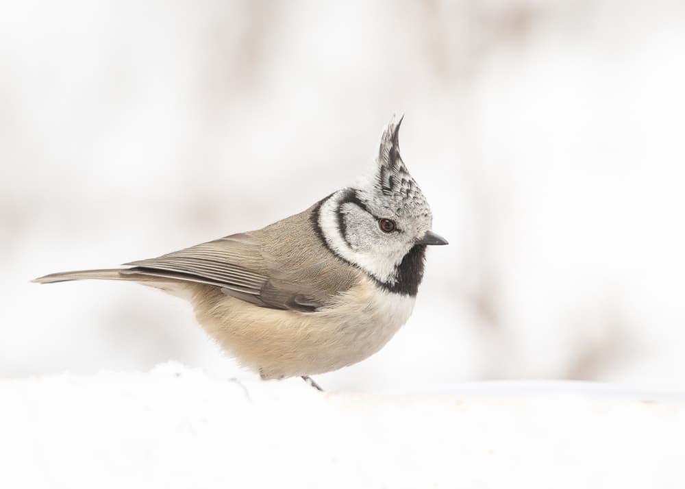 Crested Tit in Snow by Annie Keizer — canvas wall art