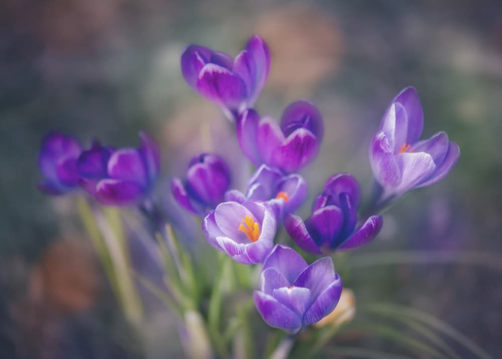 Vibrant Spring Crocus by Li Chen — canvas wall art