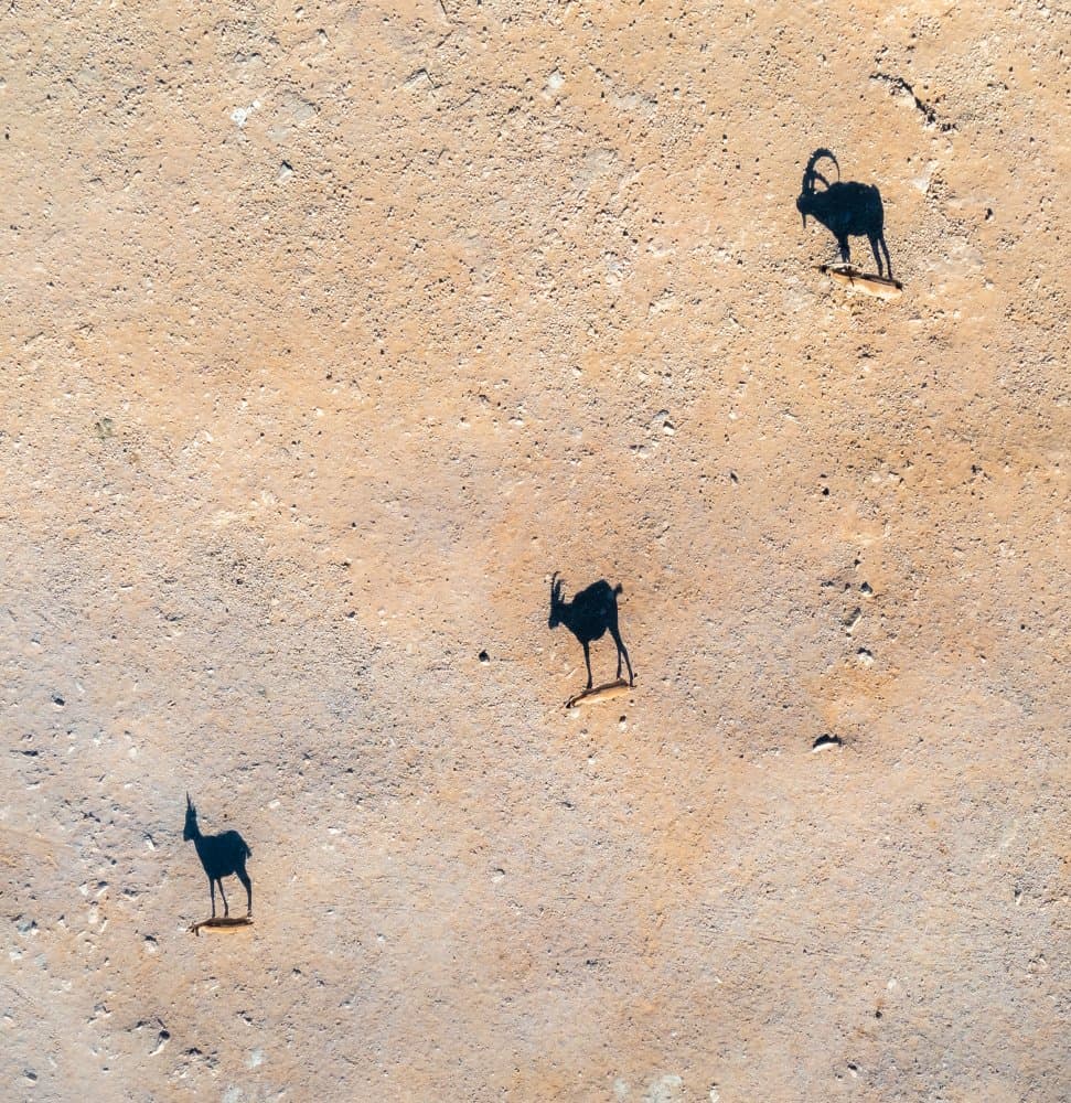 Desert Ibex Shadows by Gilad Topaz — canvas wall art
