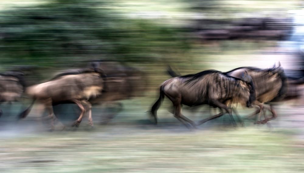 Running Wildebeest Herd by Giuseppe DAmico — canvas wall art