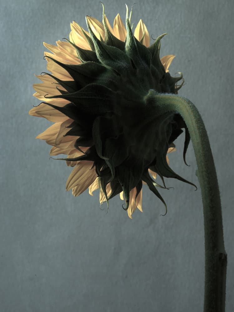 Backlit Sunflower Bloom by Thabiet Kamaldien — canvas wall art