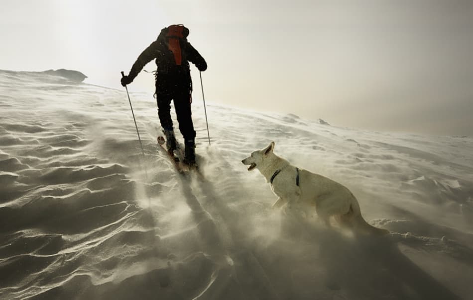 Skier and Dog Adventure by Izidor Gasperlin — canvas wall art