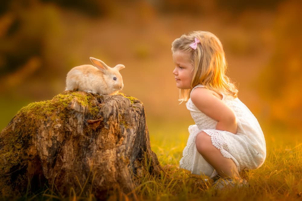 Golden Hour Woodland Friends by Joško Šimic — canvas wall art