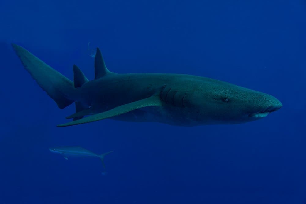 Deep Blue Shark by Alessandro Catta — canvas wall art
